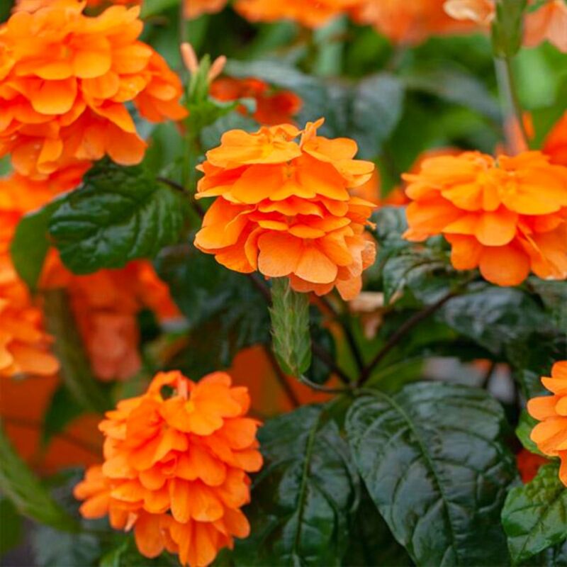 Crossandra Plants Live - 4 Plants, 3 to 5 Inc Tall, 4 Inc Pot