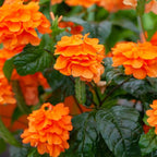 Crossandra Plants Live - 4 Plants, 3 to 5 Inc Tall, 4 Inc Pot