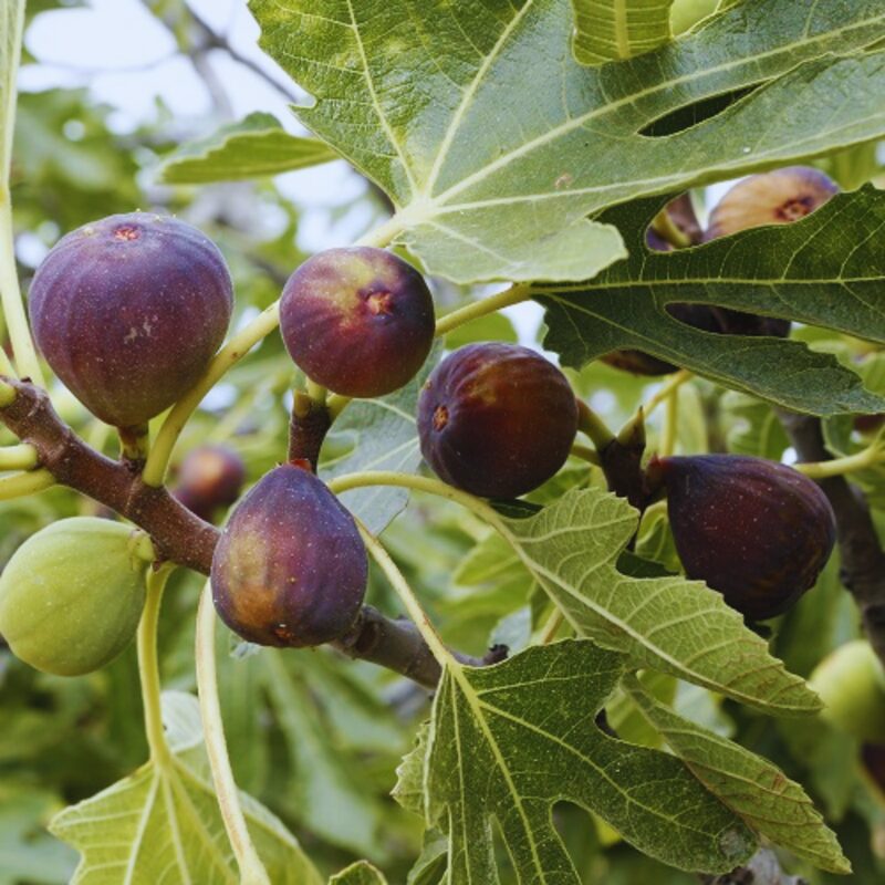 2 Black Mission Fig Cuttings Unrooted, 6 to 9 Inc Tall