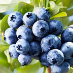 Misty Blueberry Plants Live Plant Set for Indoor Outdoor Gardens