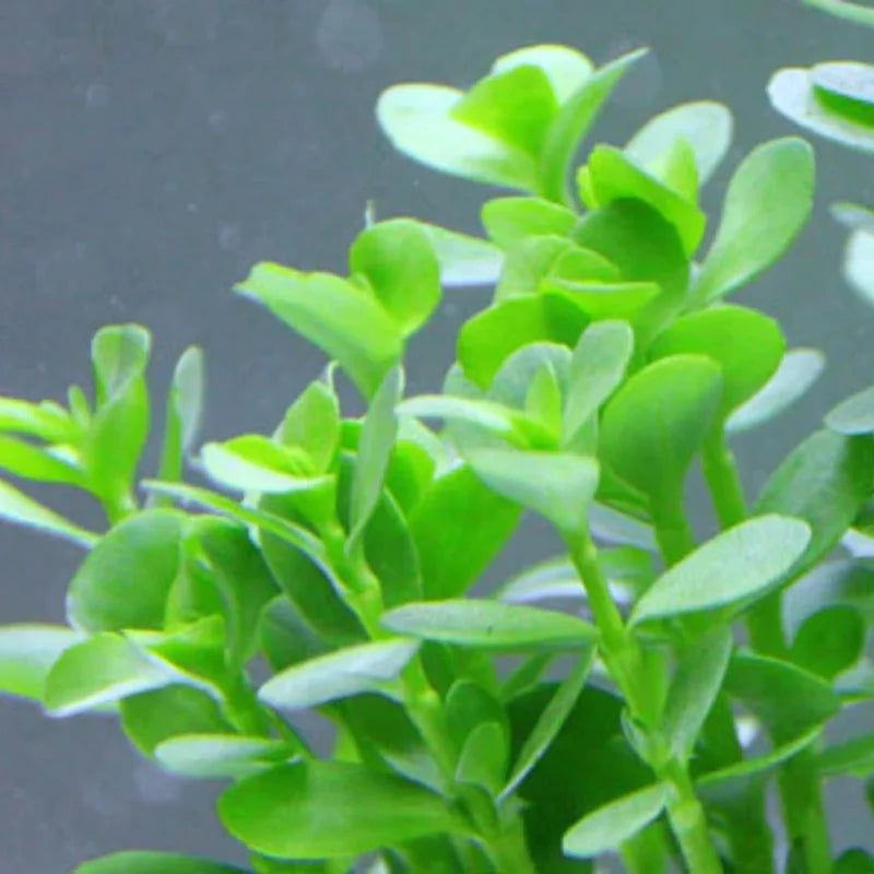 Mix 7 Aquarium Plants Live Stems, No Root, Fresh Water Aquatic Plants for Pond, Green Aquatic Live Plants for Freshwater Aquarium Fish Tanks