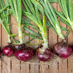 Mix Onion Bulbs - 100 Count Assorted Varieties for Home Gardens