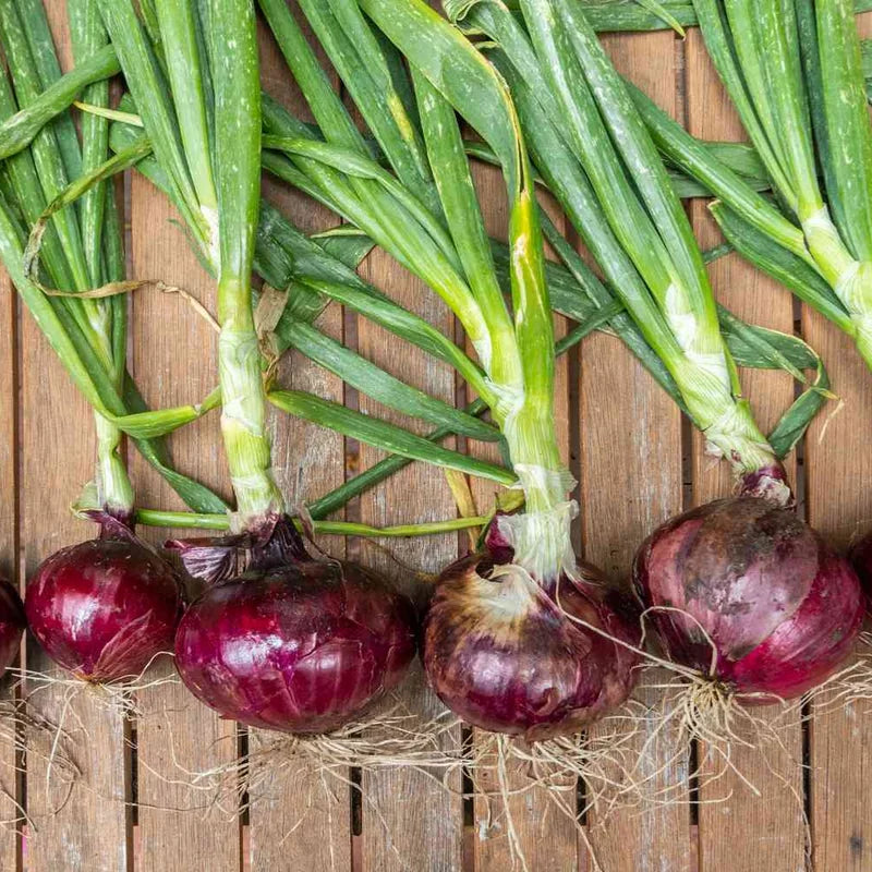 Mix Onion Bulbs - 100 Count Assorted Varieties for Home Gardens