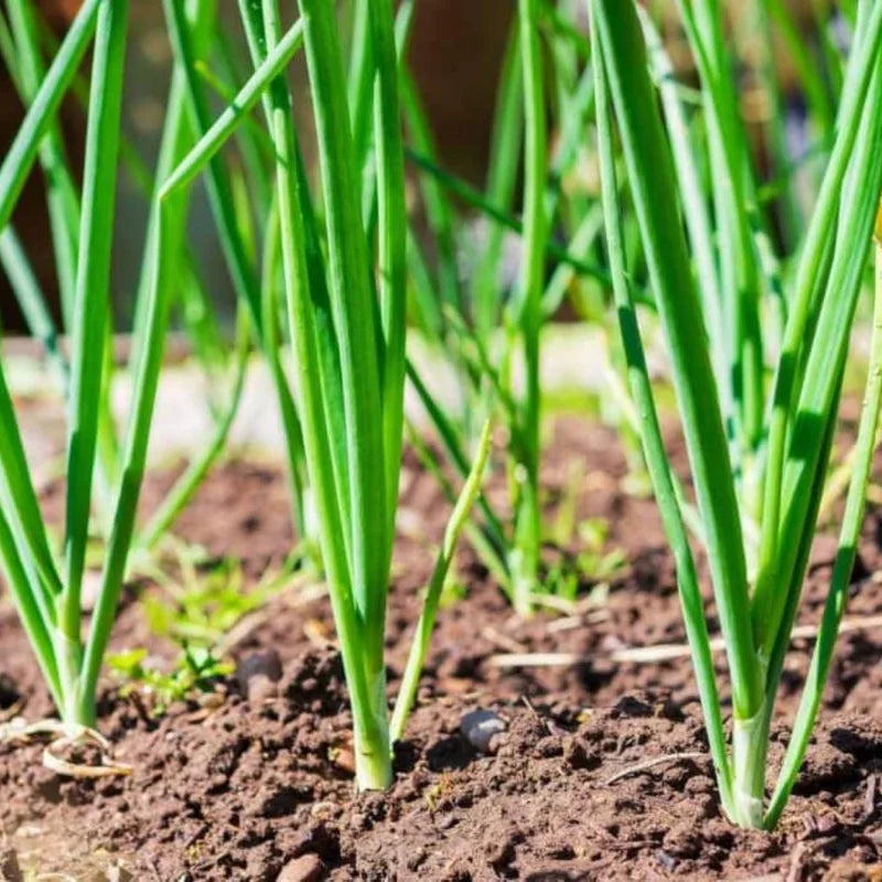 Mix Onion Bulbs 100 Count Assorted Varieties for Home Garden