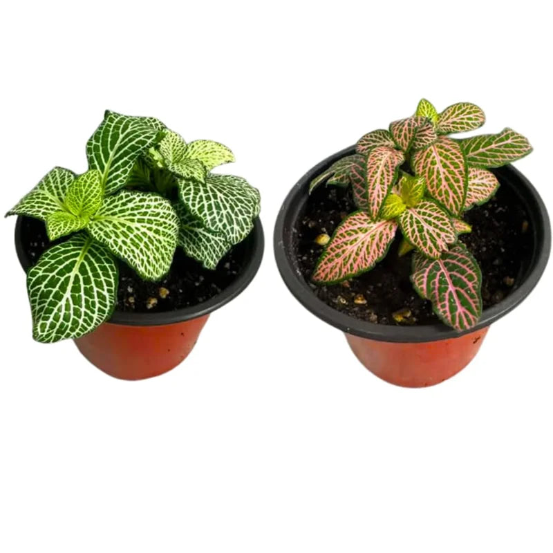 Mixed Fittonia Nerve Plants - Set of 4 Potted Pink &amp; White Indoor Houseplants