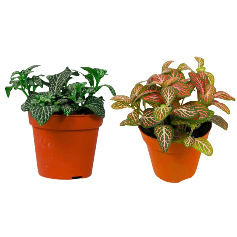 Fittonia Nerve Plants Live Set - Pink &amp; White Mix, 4 Inch Pot, Indoor Terrarium Plants