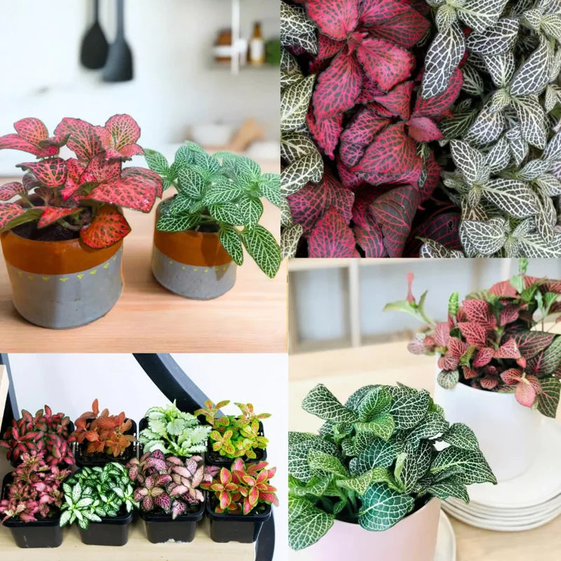 Fittonia Nerve Plant - Mixed Pink &amp; White Potted Terrarium Plants