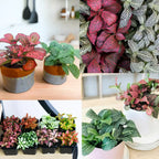 Fittonia Nerve Plant - Mixed Pink &amp; White Potted Terrarium Plants