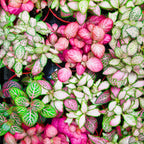 Mixed Fittonia Nerve Plants - Set of 4 Potted Pink &amp; White Indoor Houseplants