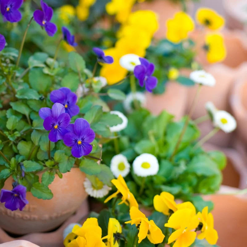 Mixed Pansy Plants Live 4-inch Pot Flowering Viola White Yellow Purple
