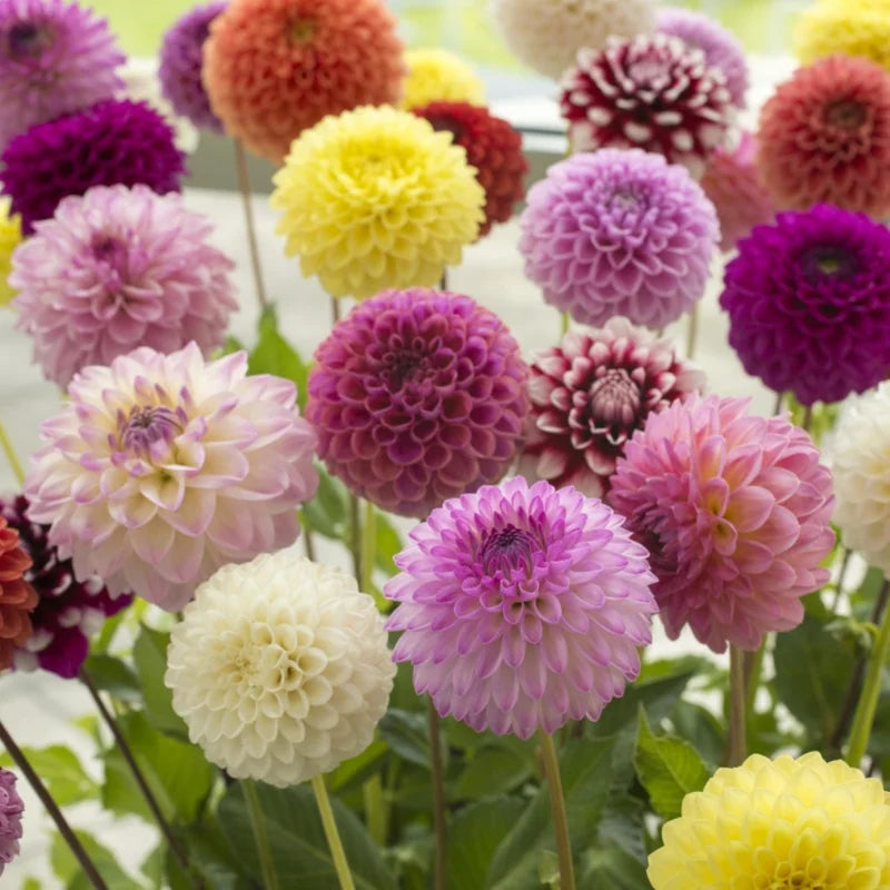 Mixed Pompon Dahlias - Assorted Colors - Garden Flower Bulbs