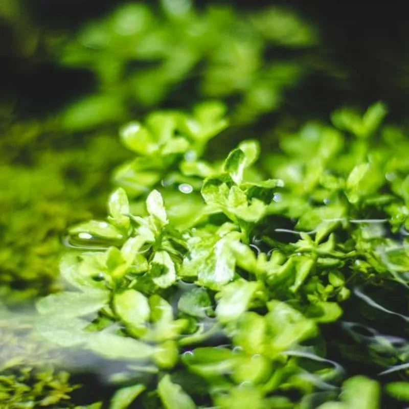 Moneywort Aquarium Plant Live Stems - Freshwater Aquatic Plants