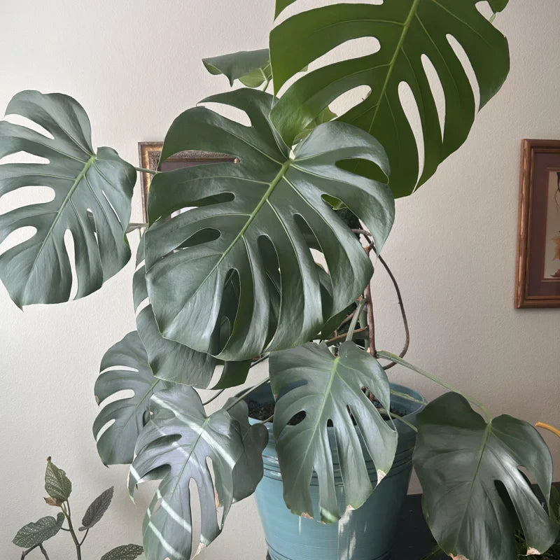 Monstera Plant Live, Indoor Monstera Plant, Live Monstera Deliciosa Plant Potted From 4 Inches Tall