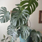 Monstera Plant Live, Indoor Monstera Plant, Live Monstera Deliciosa Plant Potted From 4 Inches Tall