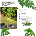 Malunggay Plant Live, Moringa Oleifera, 1-2 Ft, Herb Vegetable Planting