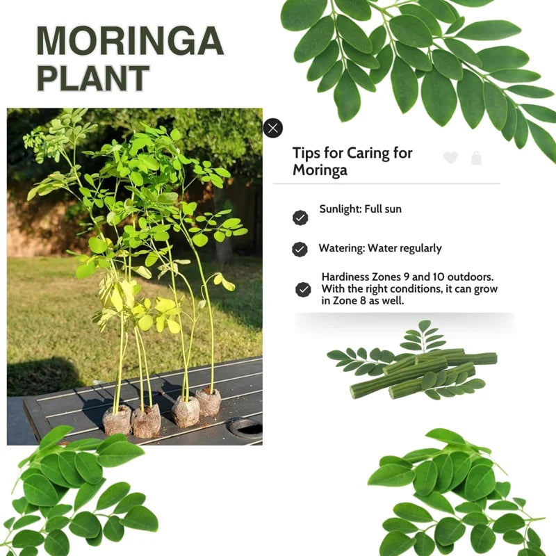 Moringa Plants Live - 4 Tree Seedlings, 6-12 Inch Tall, Drumstick Tree