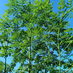Moringa Oleifera Live Plants - 2 Pack Malunggay Drumstick Starter Plants