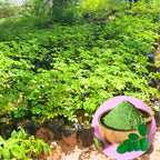 Moringa Oleifera Tree Plant Live - 2.5" Pot Starter Malunggay Drumstick Horseradish