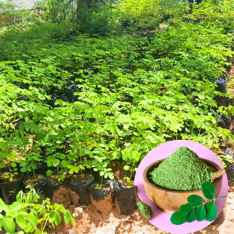Moringa Oleifera Tree Plant Live - 2.5" Pot Starter Malunggay Drumstick Horseradish
