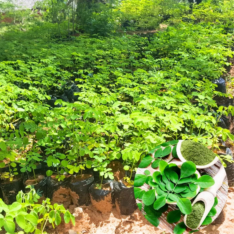 Moringa Oleifera Tree Plant Live - 2.5" Pot Starter Malunggay Drumstick Horseradish