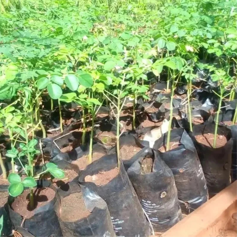 Moringa Plant Live Malunggay Seedling - 2.5" Pot - Drumstick Horseradish Tree