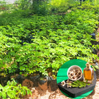 Moringa Plant Live Malunggay Seedling - 2.5" Pot - Drumstick Horseradish Tree