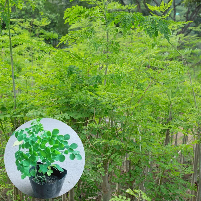 Moringa Plant Live Malunggay Seedling - 2.5" Pot - Drumstick Horseradish Tree