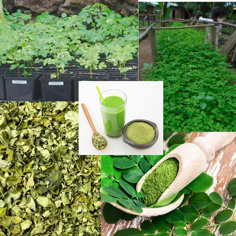 Moringa Tree Plants Live - 2 Potted Plants 6-12 Inch - Drumstick Tree