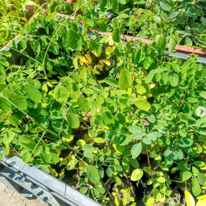 Moringa Plants Live - 4 Tree Seedlings, 6-12 Inch Tall, Drumstick Tree