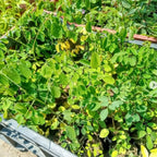 Moringa Plants Live - 4 Tree Seedlings, 6-12 Inch Tall, Drumstick Tree