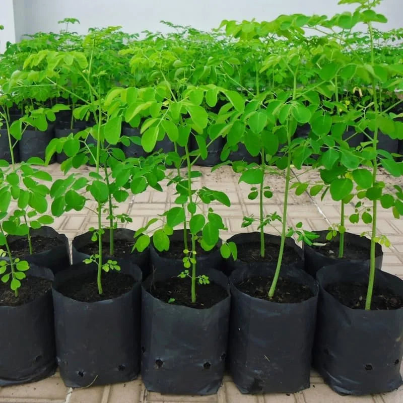 Moringa Tree Plants Live - 2 Potted Plants 6-12 Inch - Drumstick Tree