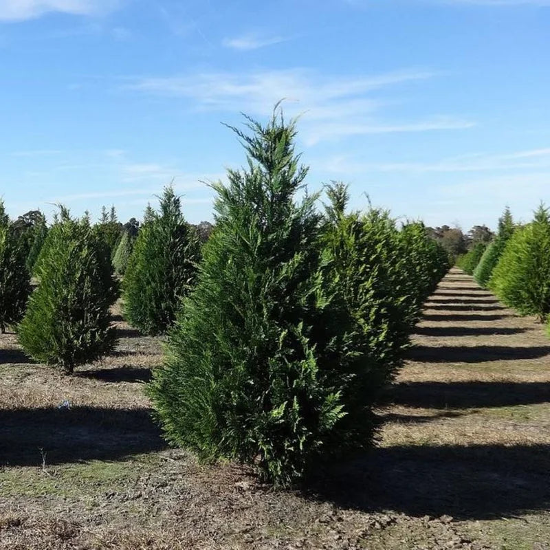 Murray Cypress Plant Well Rooted - 2.5" Pot - Evergreen Tree
