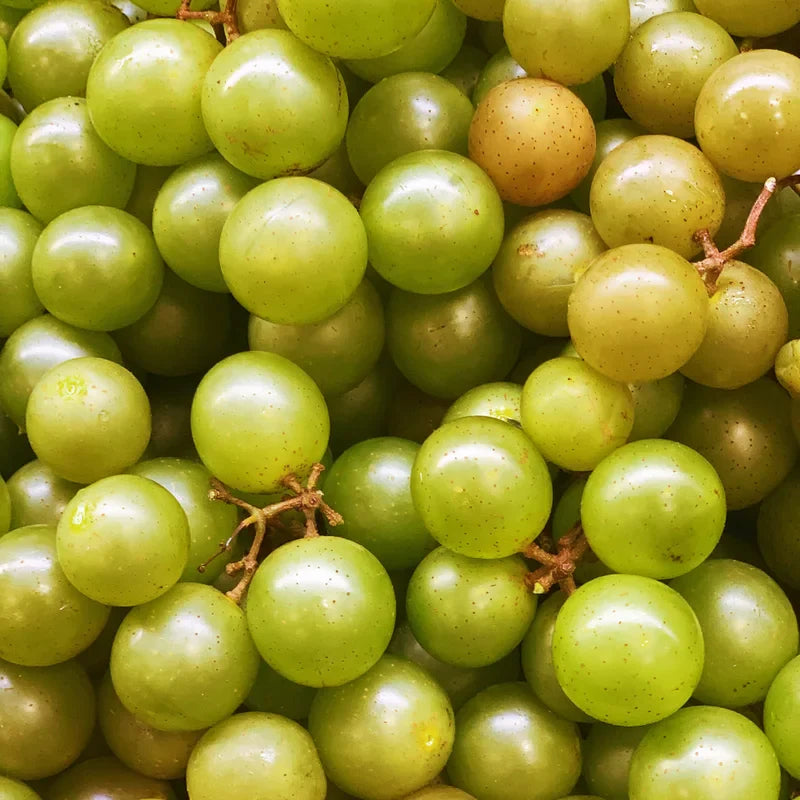 Muscadine Grape Tree - 4-6 Inch Tall - Easy to Grow Fruit Vine