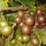 Muscadine Grape Vine Live, 8-12 Inch Tall, Hardy Grape Plant for Home Gardens, Fresh Muscadine Grape Fruits, Ideal for Planting in Your Yard
