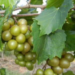 Muscadine Grape Vine Live, 8-12 Inch Tall, Hardy Grape Plant for Home Gardens, Fresh Muscadine Grape Fruits, Ideal for Planting in Your Yard
