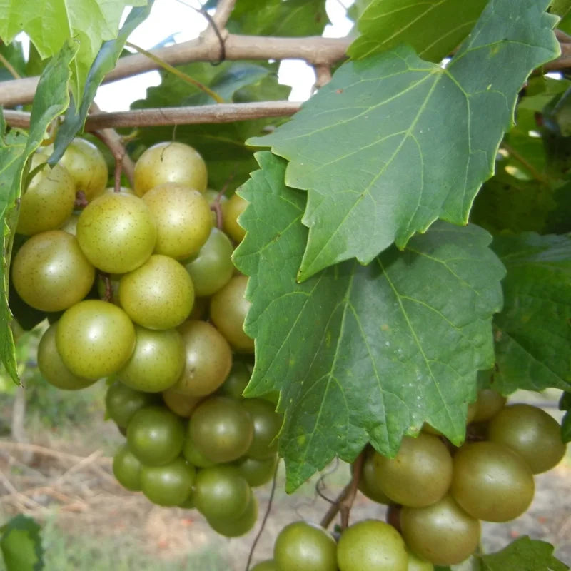 Muscadine Grape Vine Plant Live, 8-12 Inch Tall, Grape Vine for Fruit Growing, Hardy Muscadine Grape for Home and Garden Planting