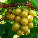 Muscadine Grape Vine Live, 8-12 Inch Tall, Hardy Grape Plant for Home Gardens, Fresh Muscadine Grape Fruits, Ideal for Planting in Your Yard