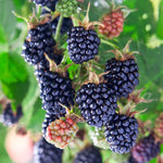 Von Blackberry Plants