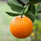 Navel Orange Fruit Tree Live Plant, Fruit Tree 2 To 3 Feet, Live Fruit Tree, Fruit Tree Live Plant Outdoor No Ship To CA