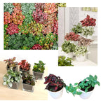 Nerve Plant Combo - White &amp; Pink Fittonia Albivenis - 4 Inch Potted Terrarium Plants