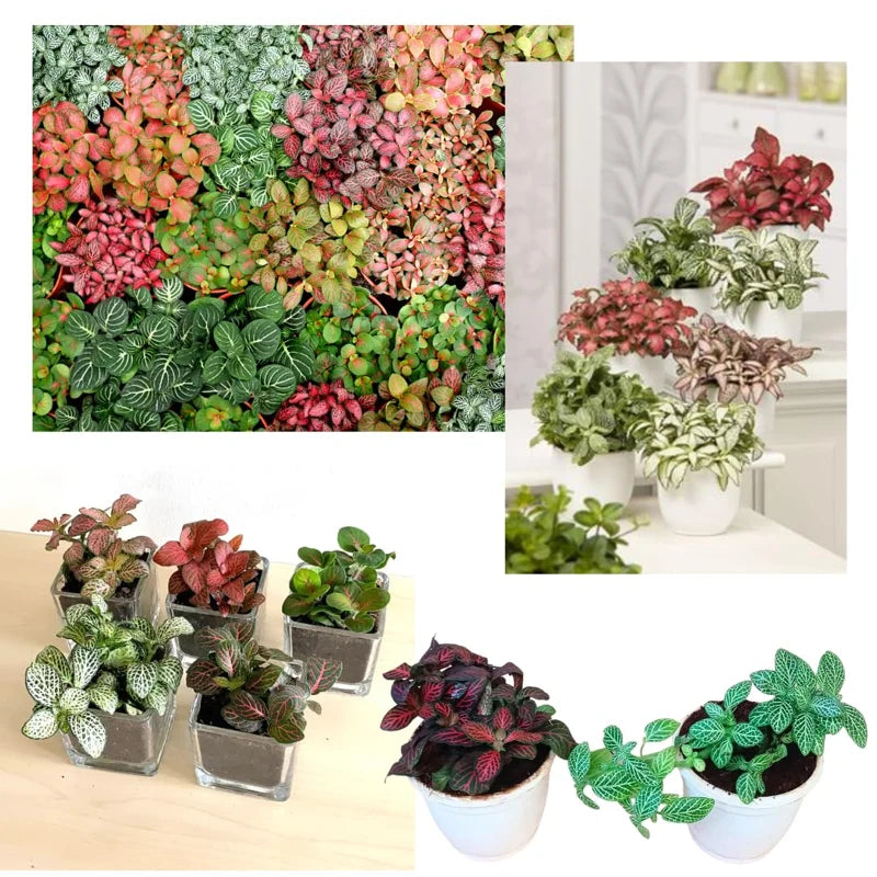 Nerve Plant Combo - White &amp; Pink Fittonia Albivenis - 4 Inch Potted Terrarium Plants