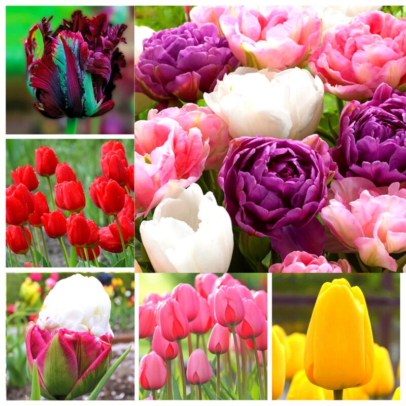 10 Assorted Tulip Bulbs, Large Bulbs