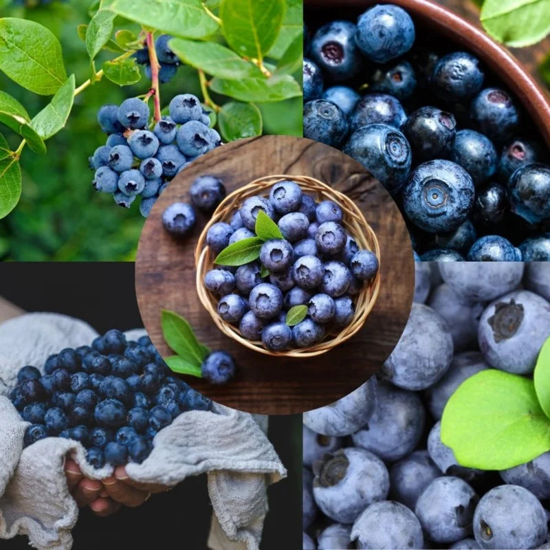 2 Blueberry Plants Live - Northern Highbush Blueberry Bushes 12-18 Inches