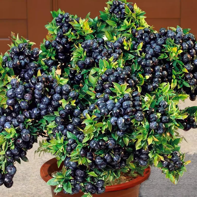 2 Northern Highbush Blueberry Plants Live Shrubs for Garden Indoor Outdoor