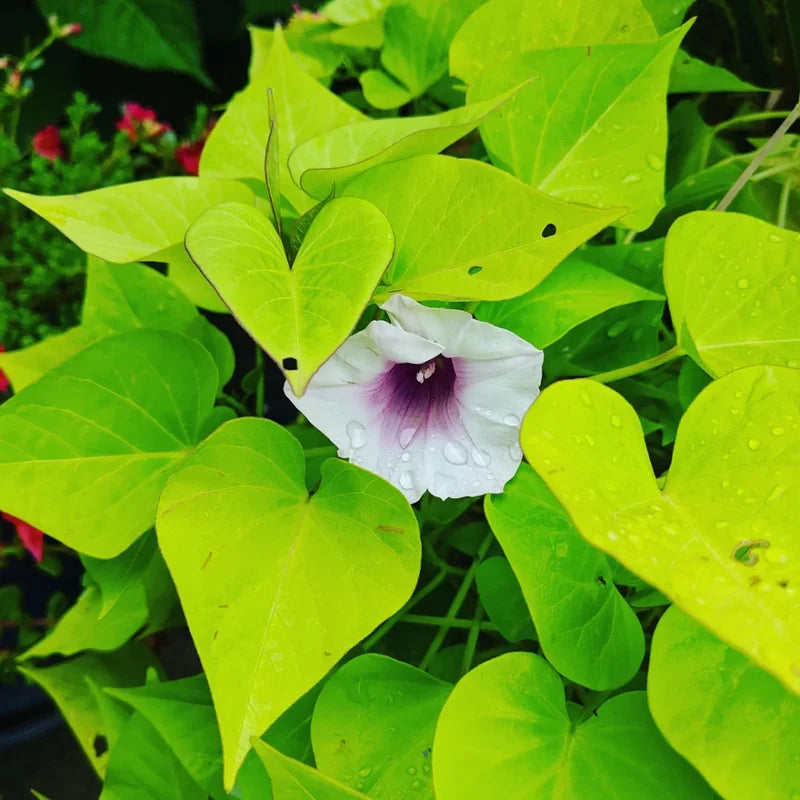 Okinawa Purple Sweet Potato Slips - 15 Healthy Starter Plants for Your Garden