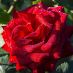 Red Rose Plant Live