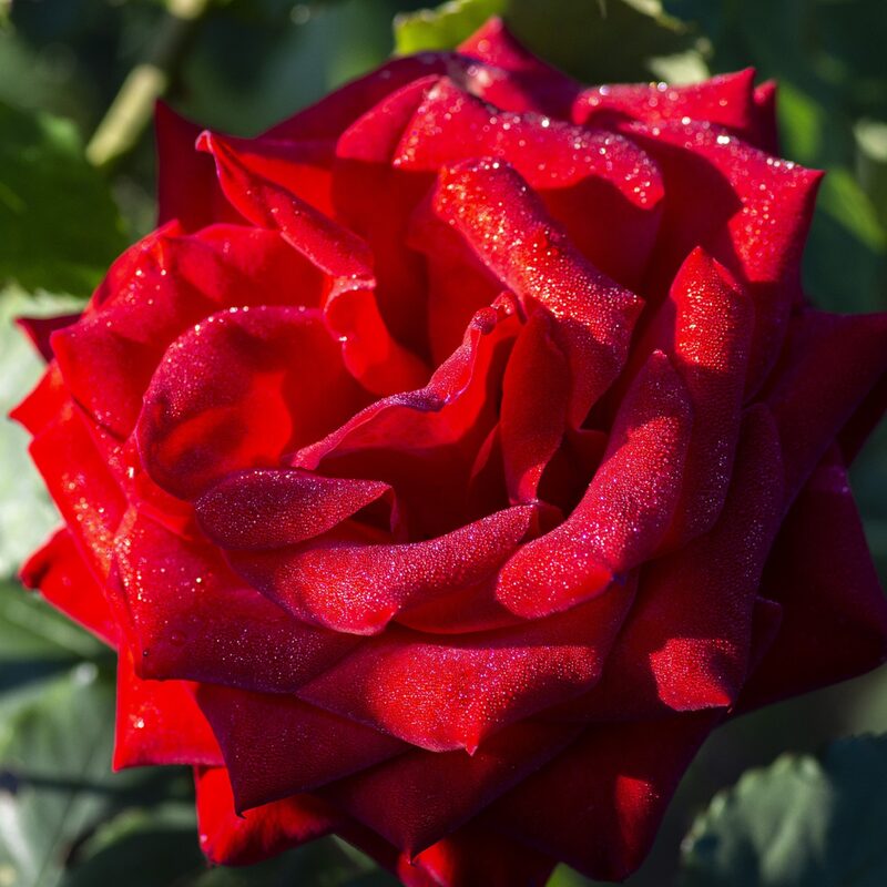 Red Rose Plant Live