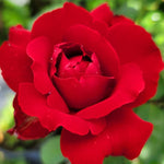 Red Rose Bush