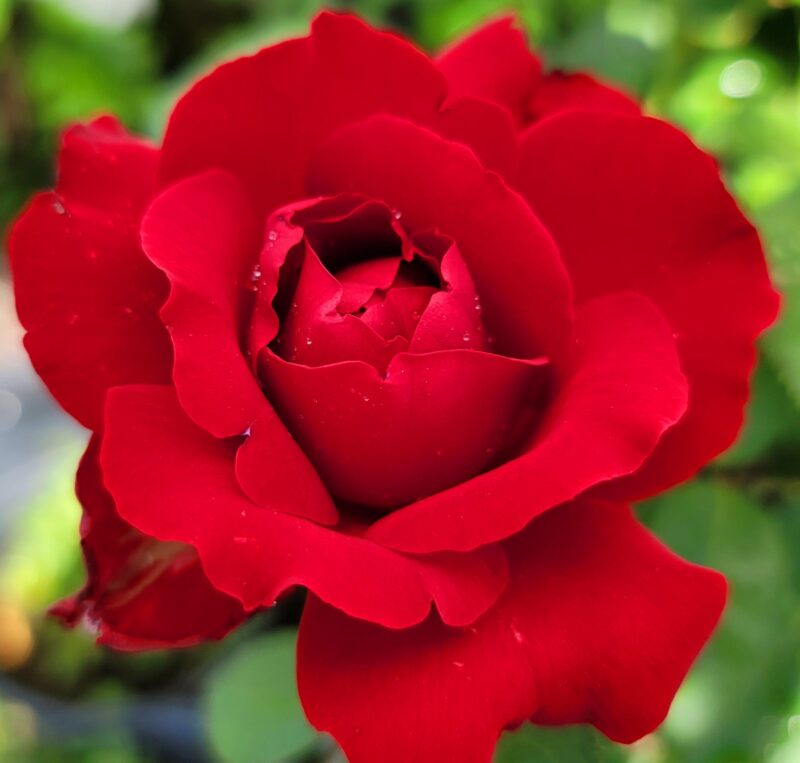 Red Rose Bush