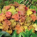 Heuchera Plants: Orange Coral Bells Perennial Live Plants - 4 Inch Pot Indoor Outdoor